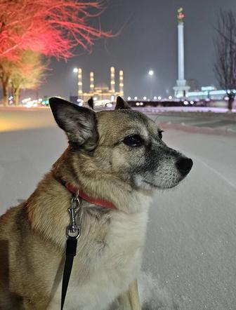 Отдадим собаку в хорошие руки