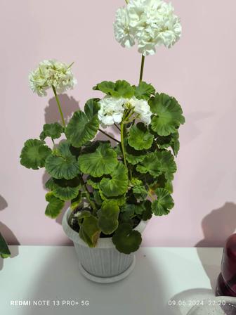 Комнатные цветы растения герань, пеларгония, спатифиллум бөлме гүлдері