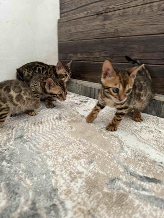 Продам 2 месячных котят бенгальских