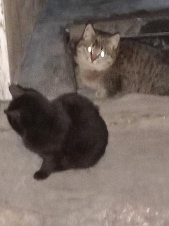 Котята крыселова , полосатый кот чёрная кошечка