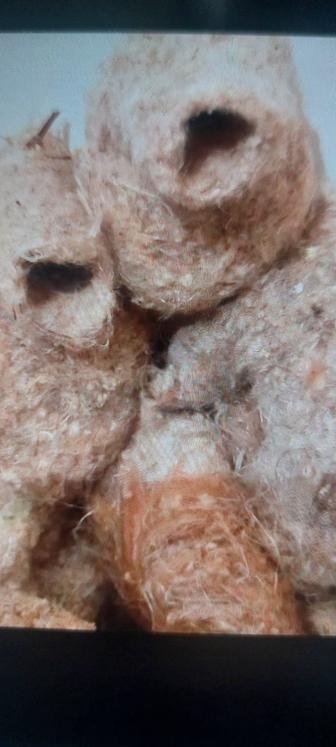 Продаю гнездо ремезы куркылтайдын уйасын сатамын Шымкент