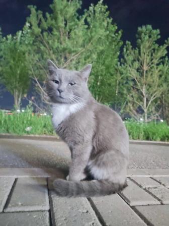 Котик в поисках дома