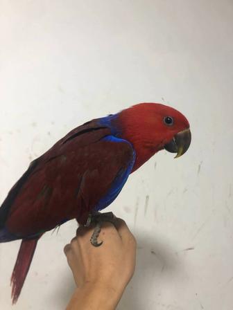 Продам попугая эклектуса благородный попугай
