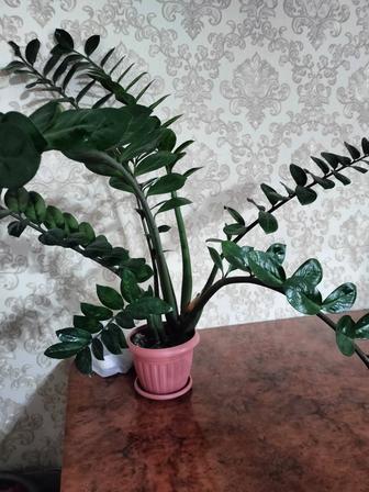 Продам комнатное растение замиакулькас