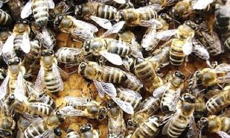 Пасека, пчелы, пчелосемьи