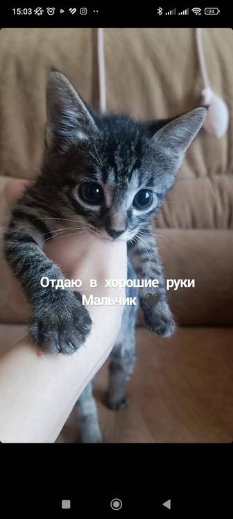 Котята в хорошие руки