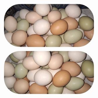 Продам домашние опладотваренные (пародистые) яйца. 180т.штука.
