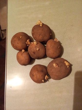 Продам отборные, пророщенные семена картошки ( голландская). 1 кг