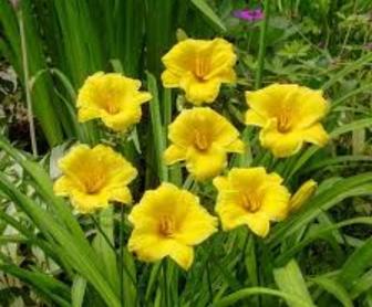 Продам цветы лилейник жёлтый, энотера дневная жёлтая, аквилегия синяя