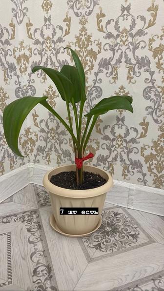 комнатная растения