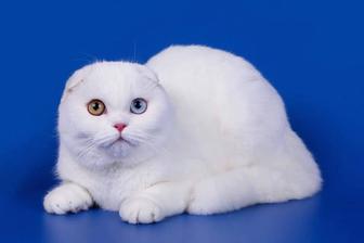 Вязка кот шотландский белый