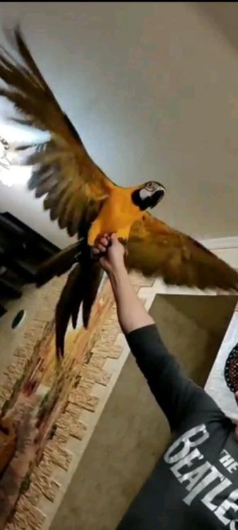 Продам ручного говорящего попугая ара