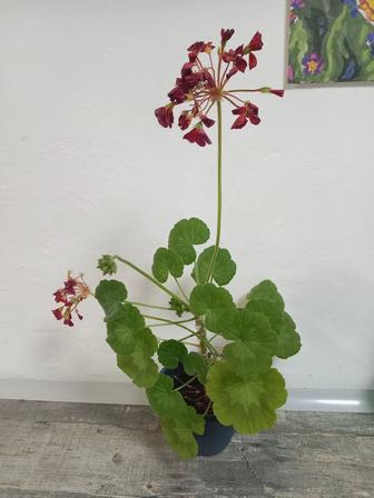 Продам цветок герани