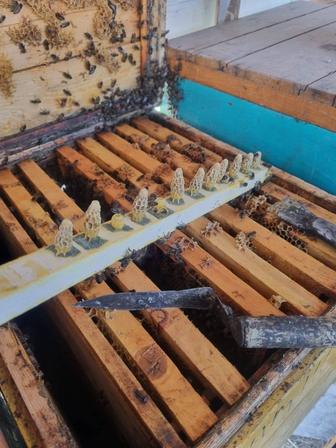Мед и продукты пчеловодства