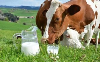 Фермерское коровье молоко