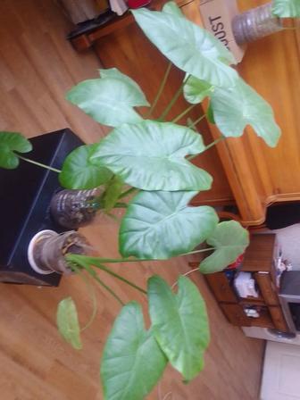 Продам лекарственное растение алаказию