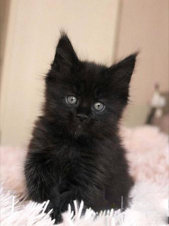Девочка мейнкун,черная котенок
