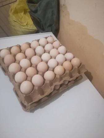 Яйца домашние свежие