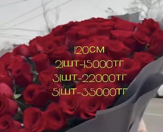 розы метровые дешево