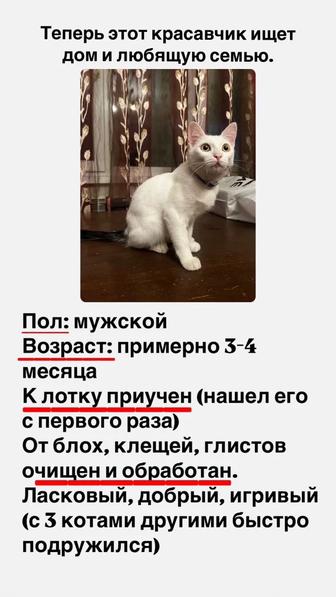 Котенок в добрые руки