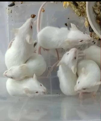 Мыши белые лабораторные
