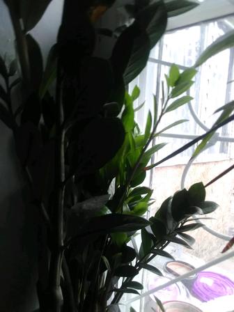 Комнатные растения денежное дерево замокауоис