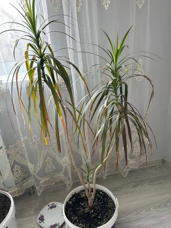Домашние растения