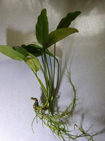 Большой анубиас аквариумное растение.