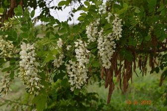 Акация белая из питомника цветущее дерево