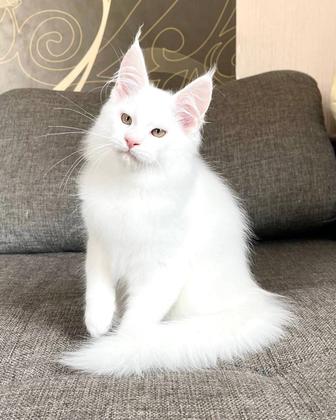 Белые котята породы Мейн Кун