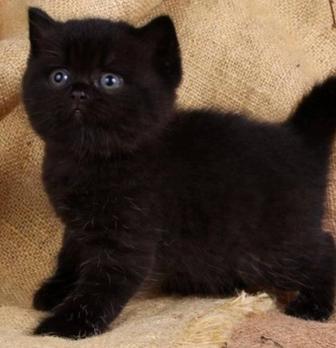 Черный британский котенок девочка