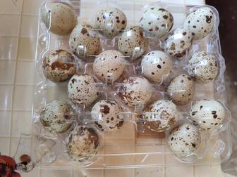 Продам свежие перепелиные яйца