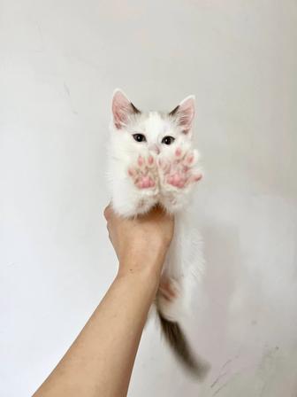 В добрые руки котят