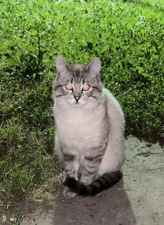 Молодой Тайский котик