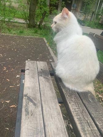 Пропала белая кошка, район Манаса-Мынбаева