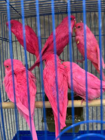 Продаются необычные попугаи разных окрасок как не обычных так и простые