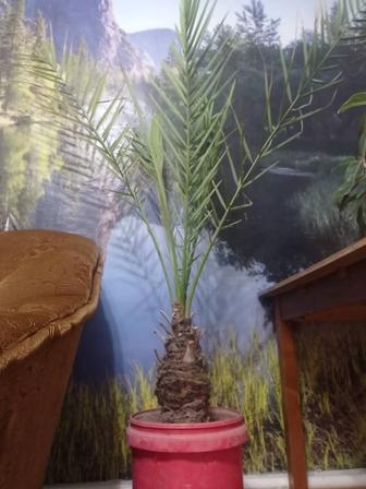 Декоративная комнатная пальма