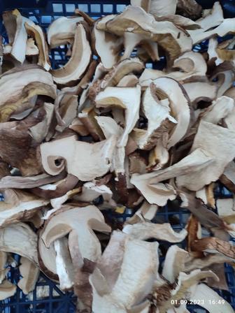 Продам белый гриб сушеный урожай 2023