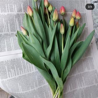 Продаются тюльпаны