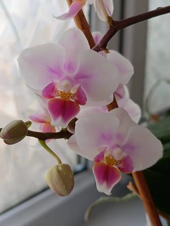 Продам орхидею