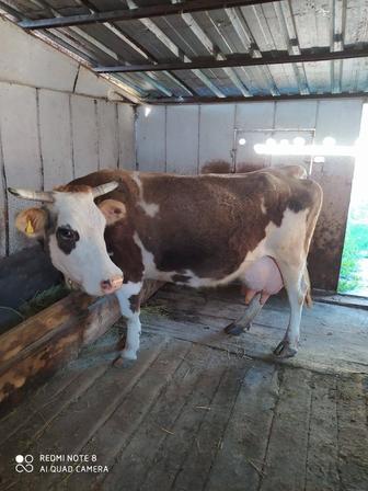 Продам дойную корову, связи с переездом