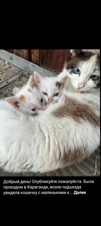 Кошечка с маленькими котятами