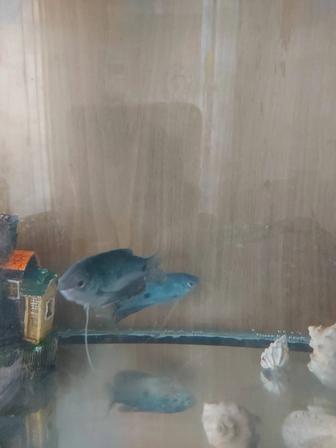 Продам аквариум на 50 л., с рыбками гурами синие
