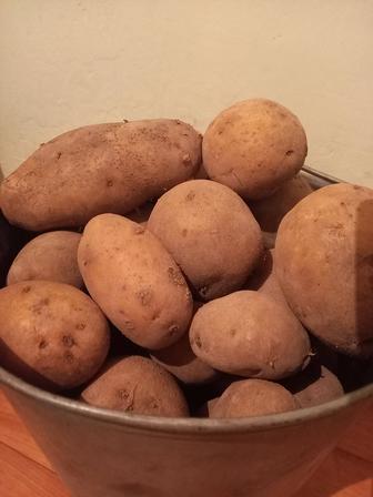Продам домашнюю картошку