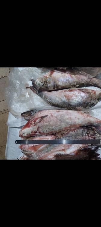 Продаем рыба в Атырау оптом.