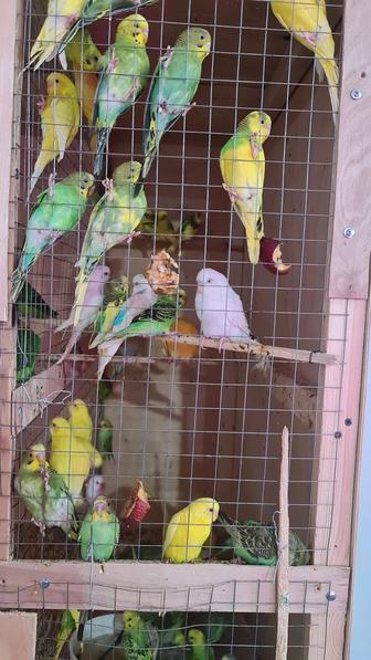 Продам попугаи : волнистые, ожереловые, кареллы, неразлучники