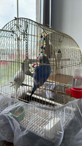 Продам ручных волнистых попугаев ( Мальчик, девочка )