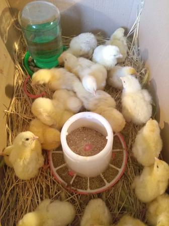 Бройлерные цыплята 3-6 суточные оптовые цены