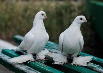 Белые голуби для запуска