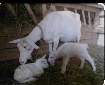 Продам коз зааненских. 2 взрослые козы,одна из них дойная и 2 козочки 1,5 .